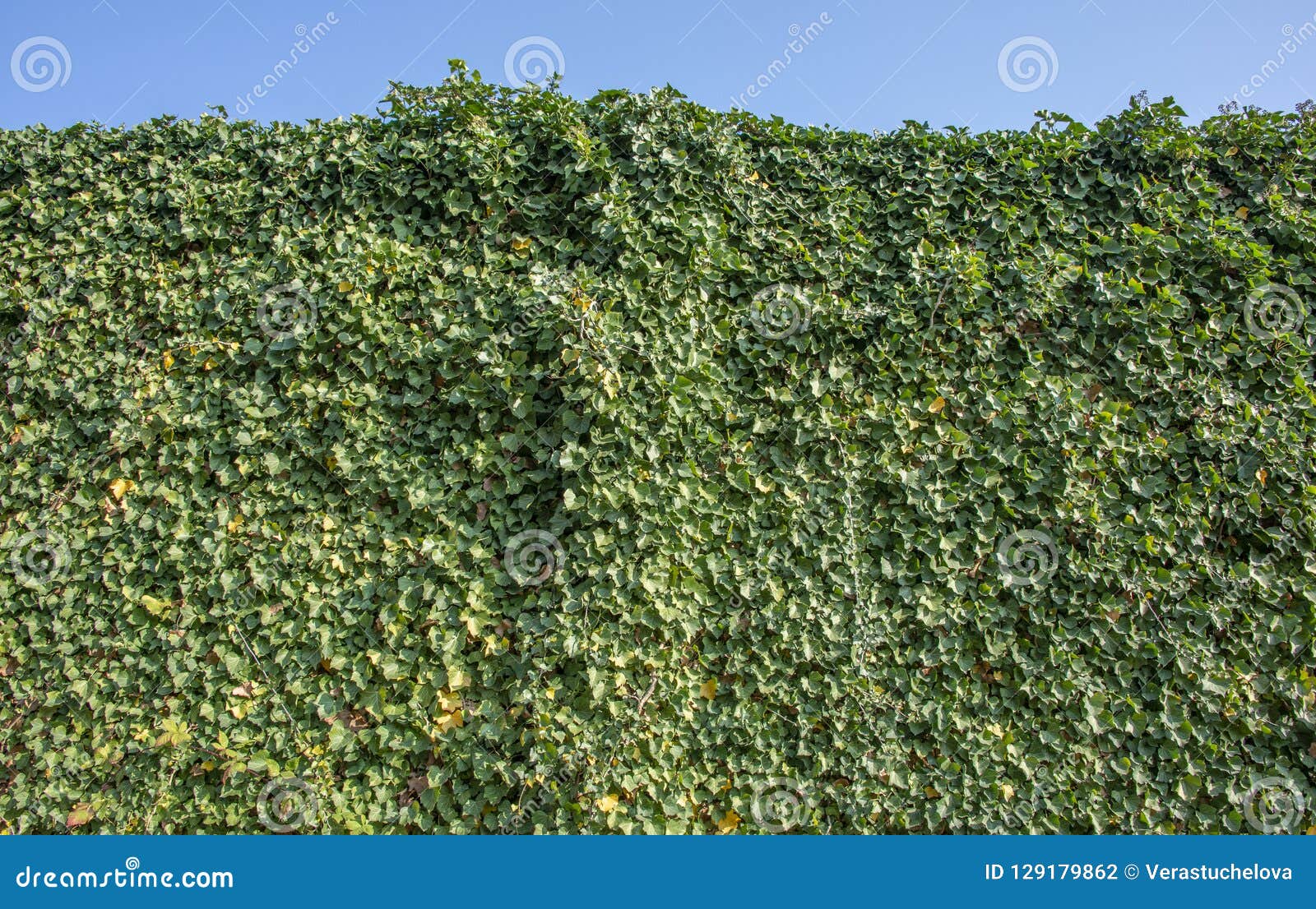 green ivy foliage hedera helix on a wall