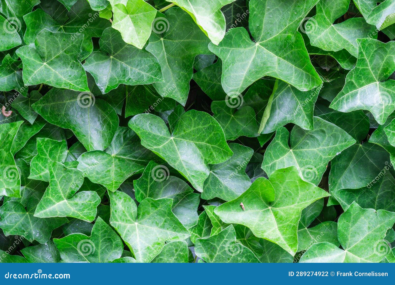 green ivy hedera with glossy leaves