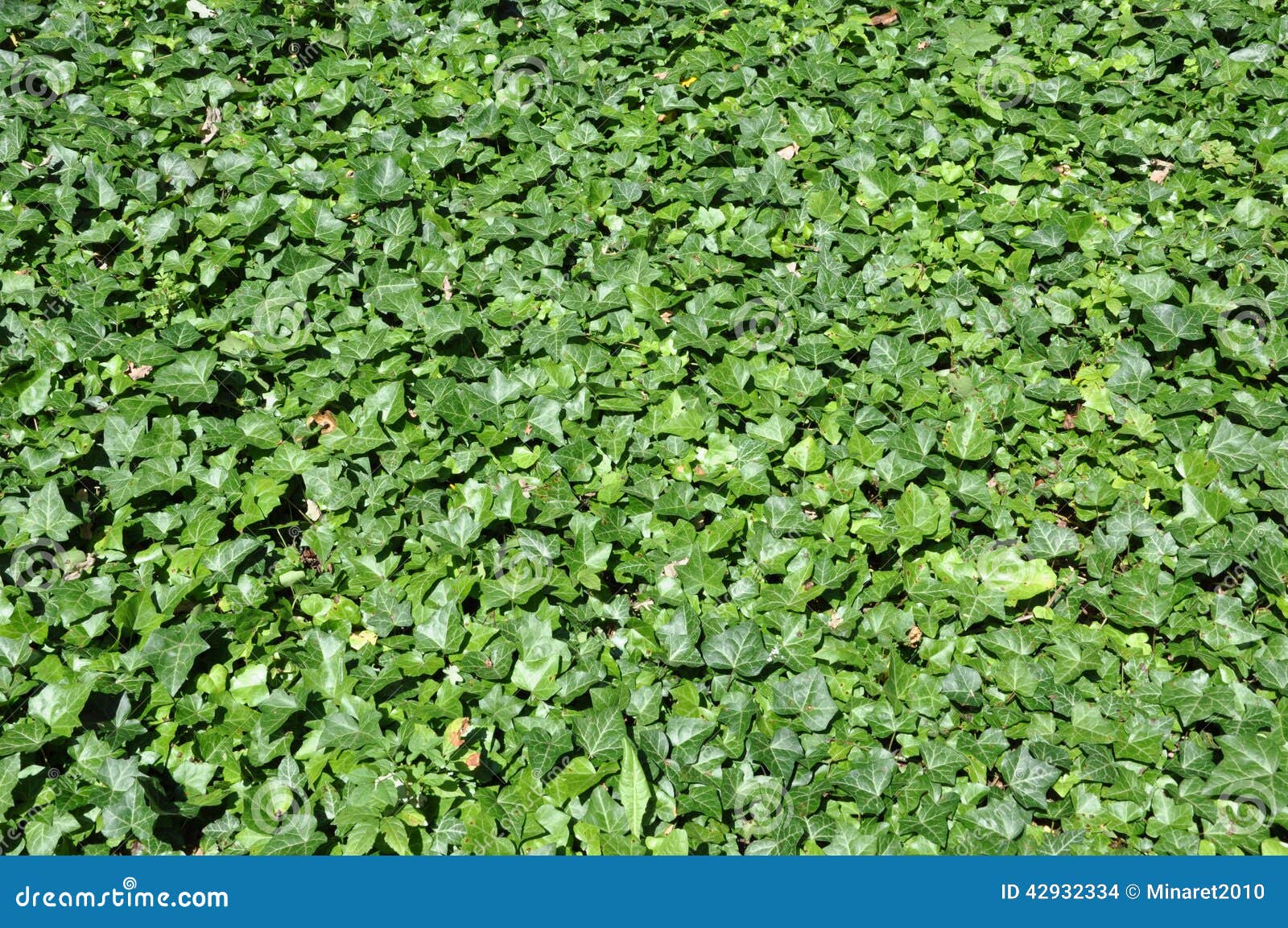 Green ivy stock photo. Image of beauty, botanical, botanic 42932334