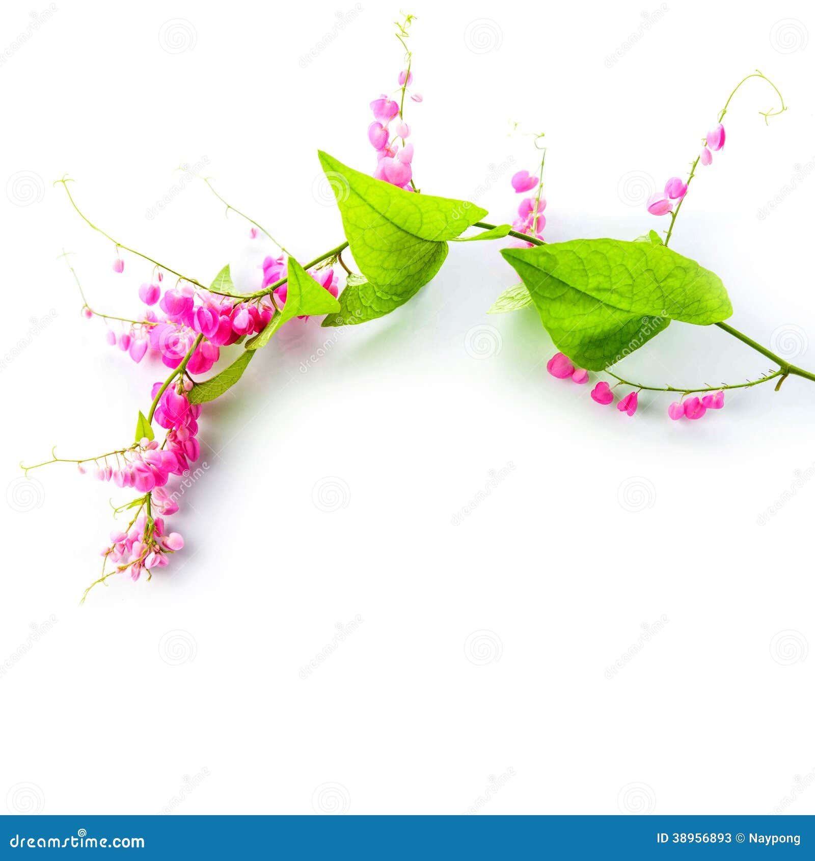 Green Ivy with Pink Blossoms Stock Image Image of background, leaf