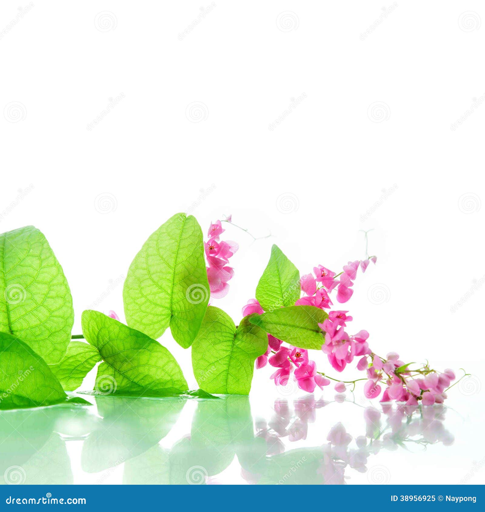 Green Ivy with Pink Blossoms Stock Image Image of green, sprig 38956925