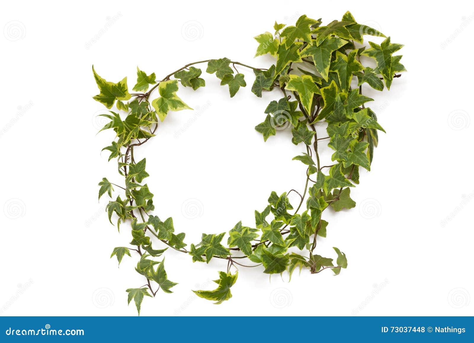 Green Ivy Plant Natural Circle Frame on White Background Stock Photo ...