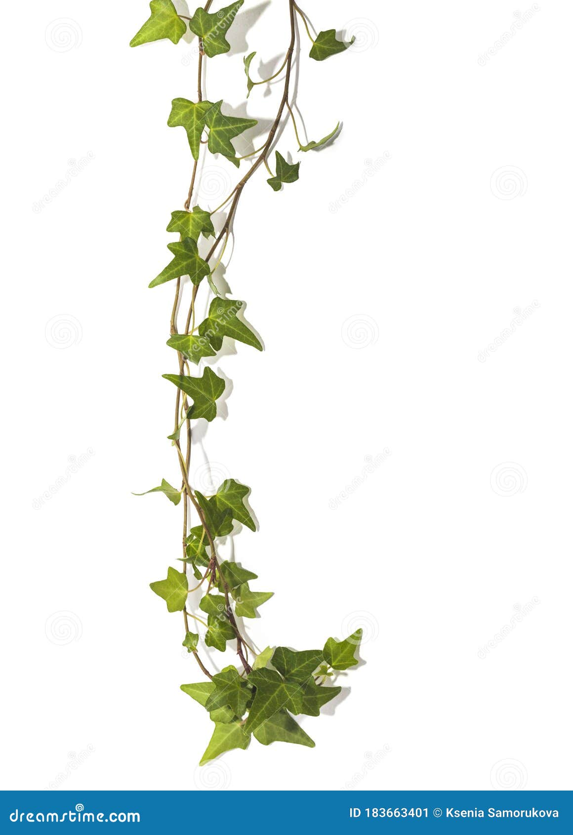 Green Ivy Sprig on a White Background Stock Image - Image of fence ...