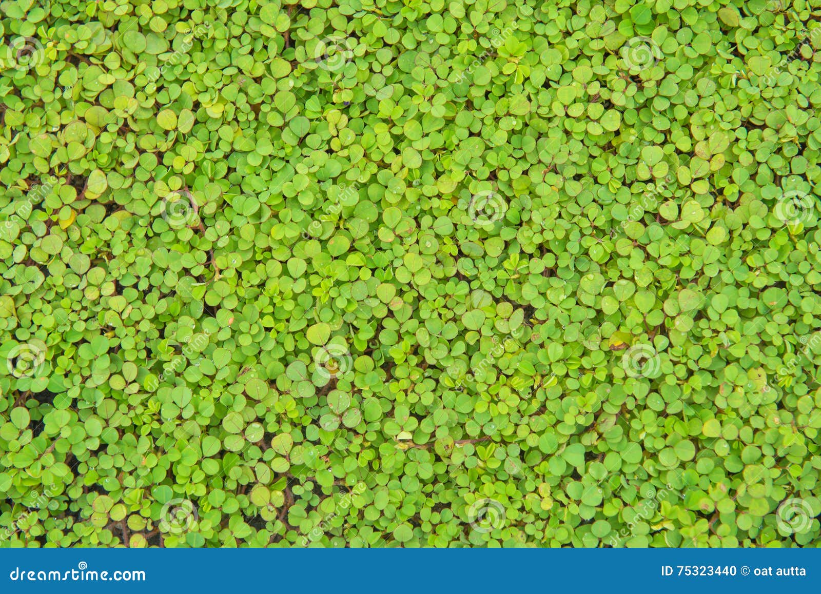 Green Ivy Tree on the Ground. for Wallpaper Stock Photo Image of