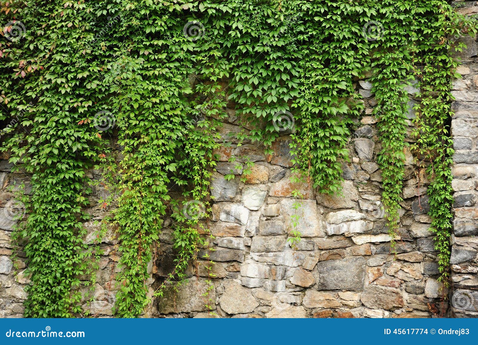 Green ivy stock photo. Image of tileable, texture, environment 45617774