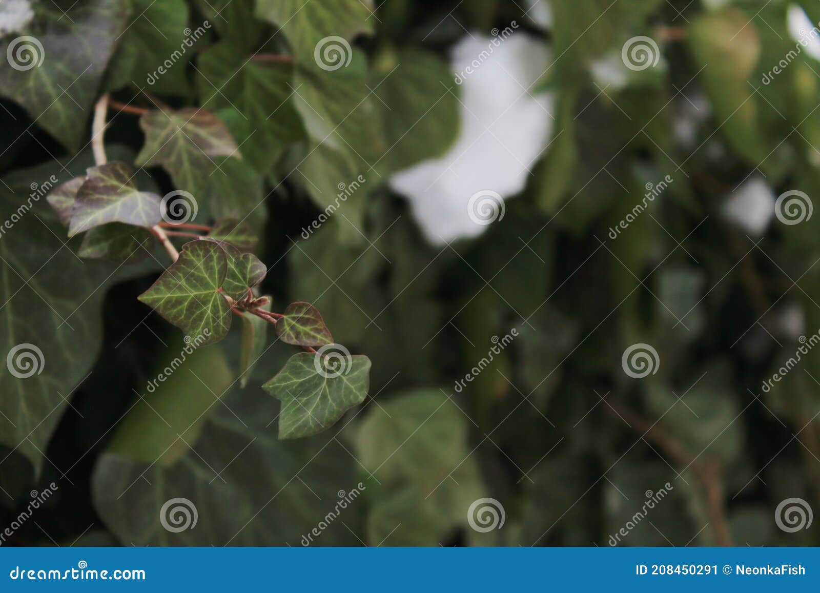 Green Plants in Winter Ivy with Snow Stock Image Image of growth