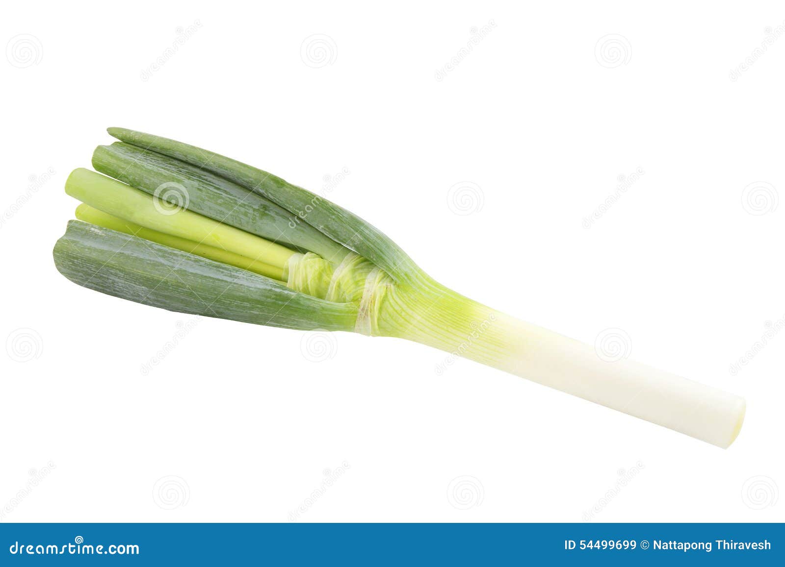 Green Japanese Bunching Onion on White Background Stock Image Image of yummy, green 54499699