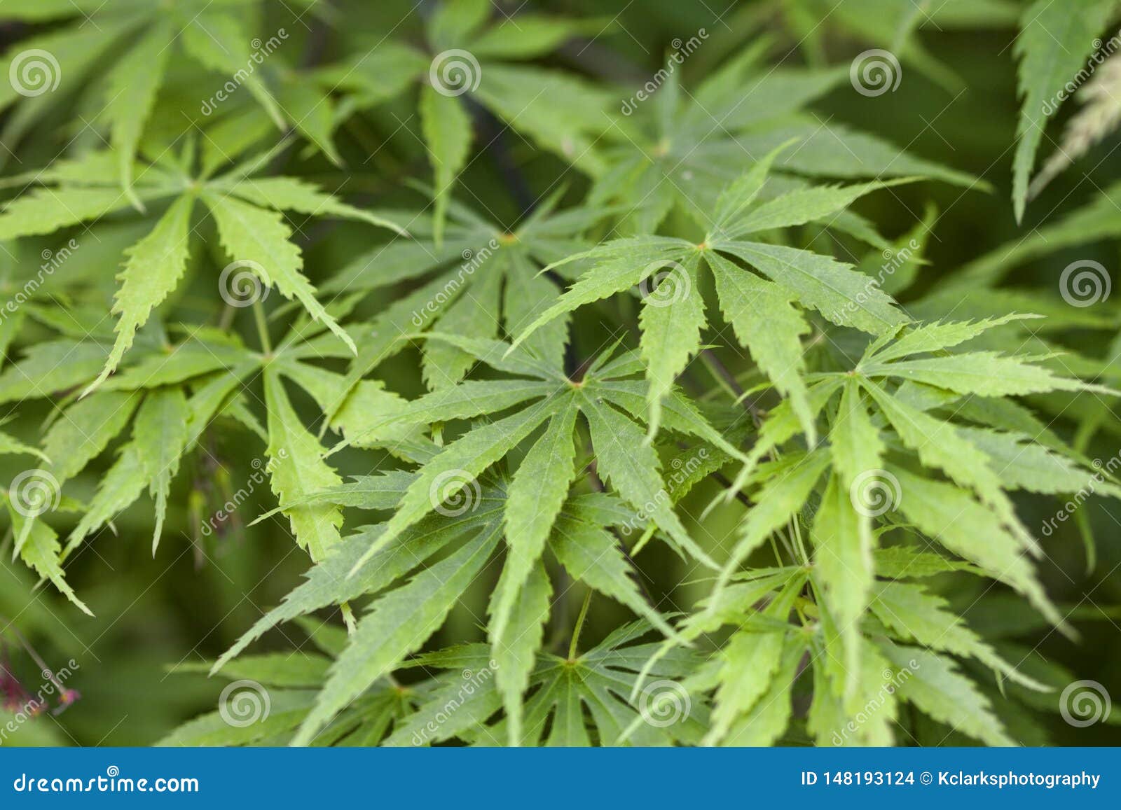 Green Japanese Maple Leaves Acer Palmatum Stock Photo Image Of Tree Trees Green Japanese Maple Leaves Acer Palmatum Stock Photo Image Of Tree Trees