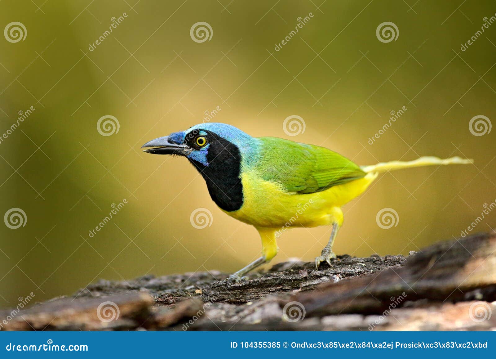green jay, cyanocorax yncas, wild nature, belize. beautiful bird from central anemerica. birdwatching in belize. jay sitting on th