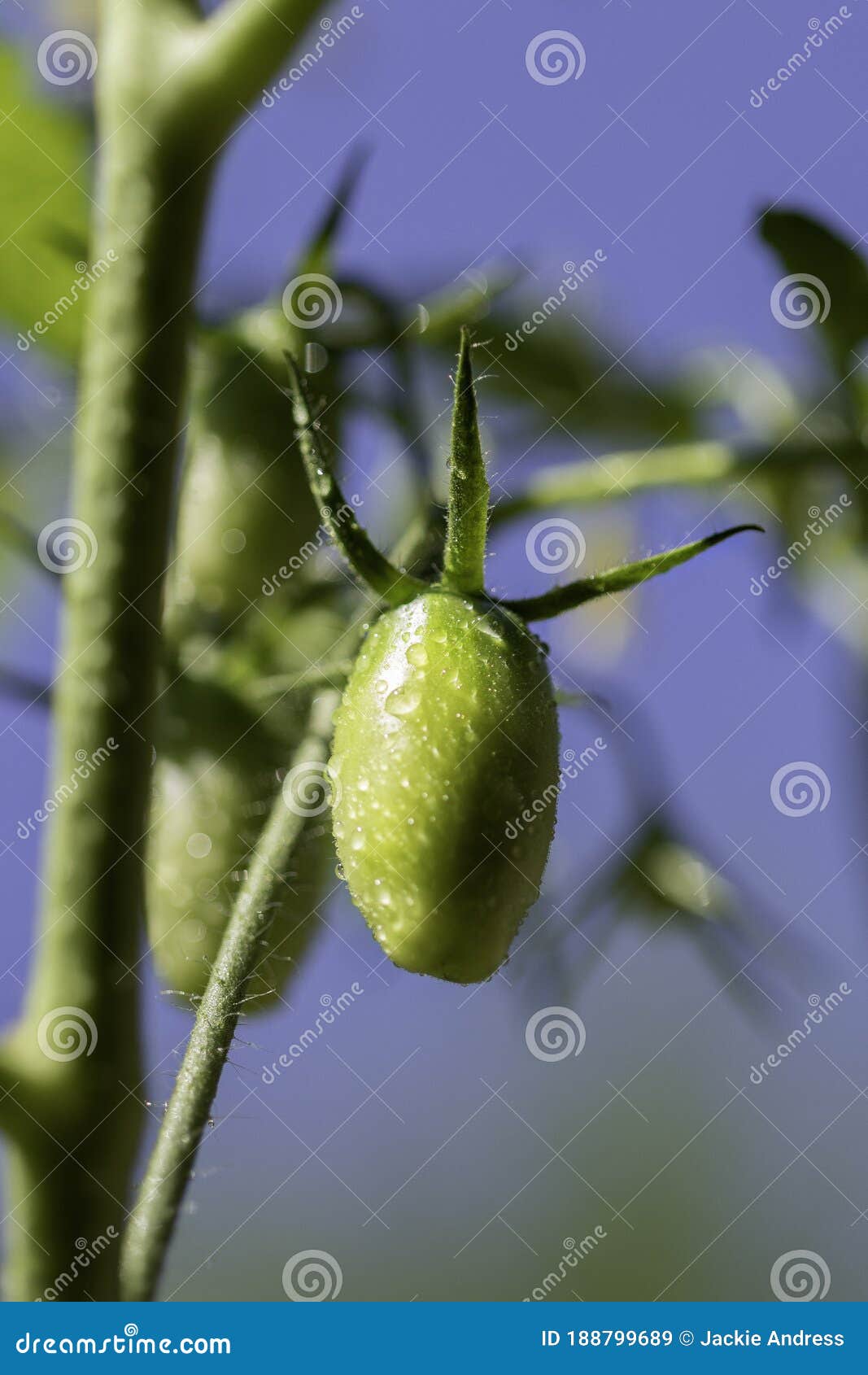 Green Juliet Tomato on Vine Stock Image Image of eating, fresh 188799689