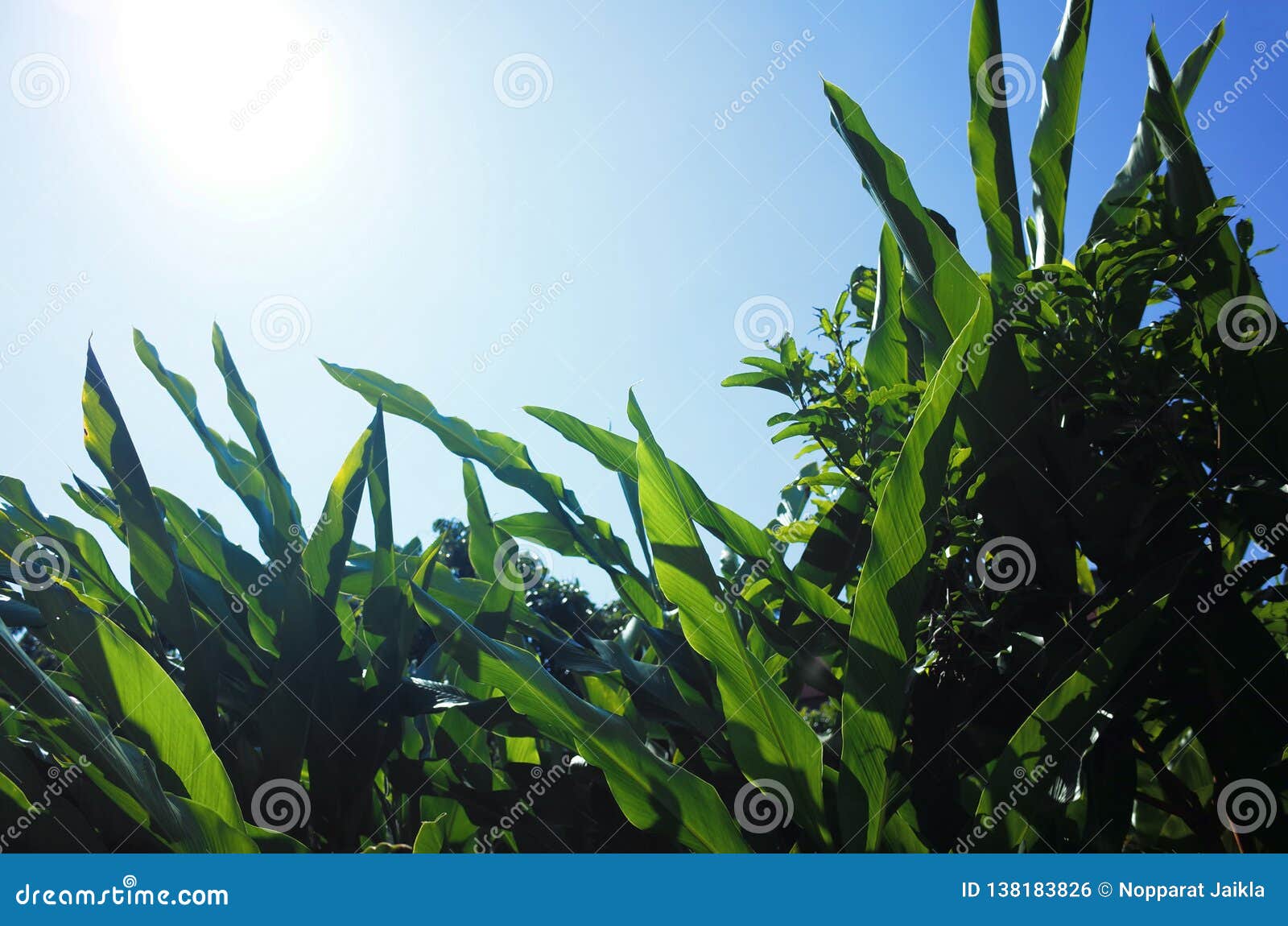 Green Jungle Leaves Background Stock Photo Image of botany, bush