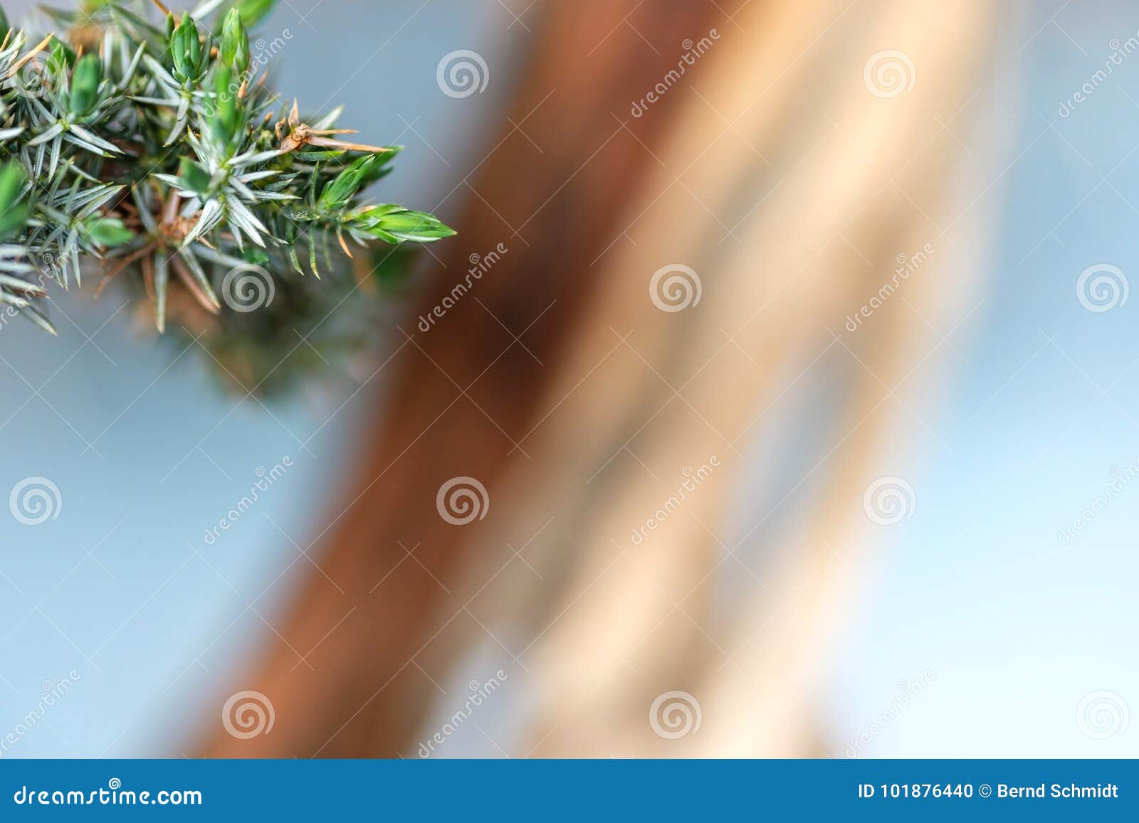 Green Juniper Needles of a Bonsai Tree Stock Photo - Image of buddhism ...