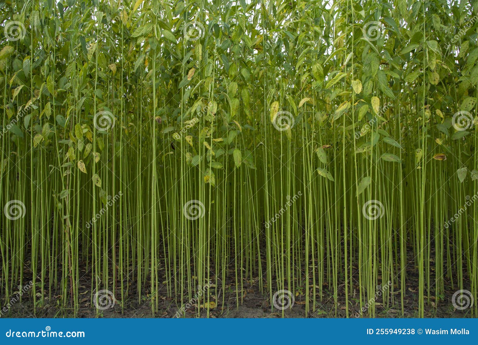 File:Jute field.jpg - Wikimedia Commons