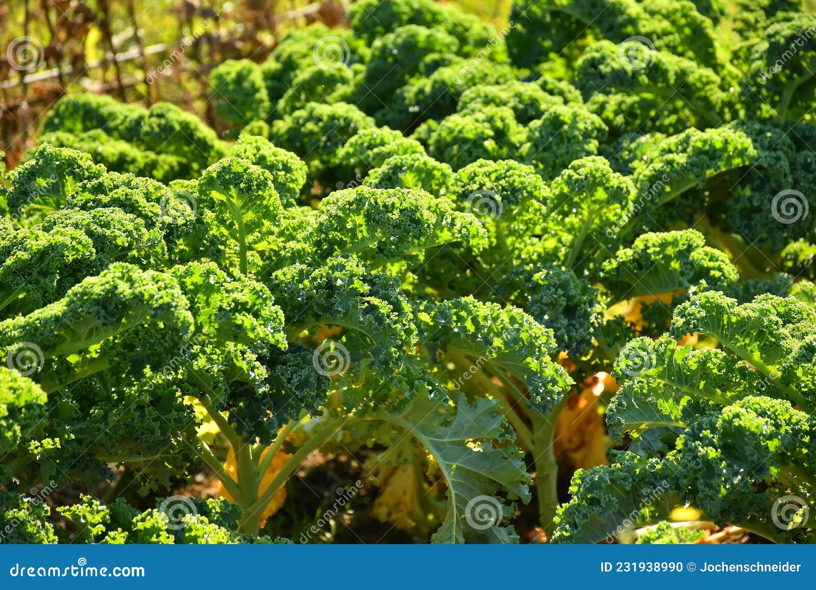 Green kale in cultivation stock photo. Image of nutritious 231938990