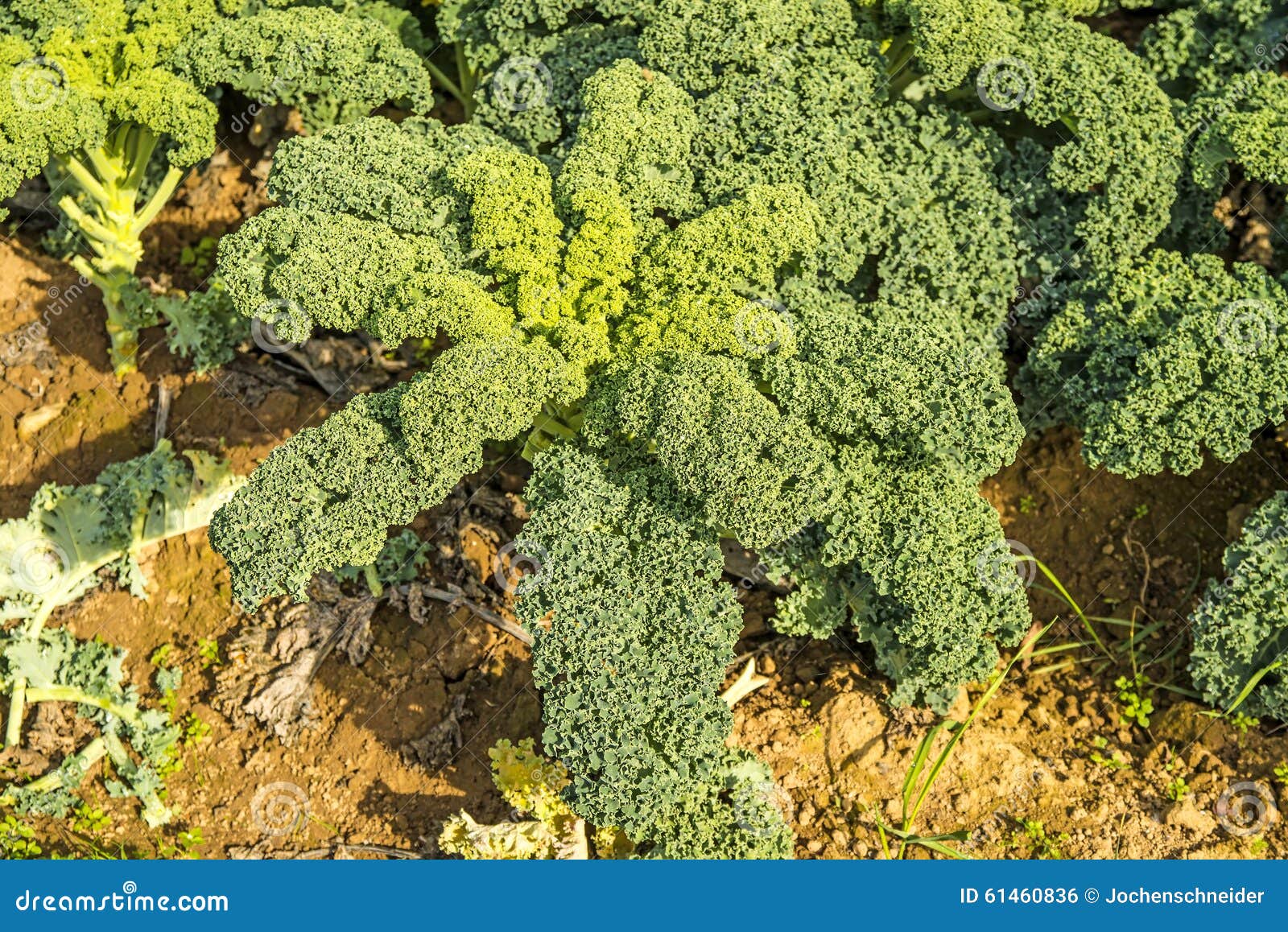 Green kale in cultivation stock photo. Image of cultivation 61460836