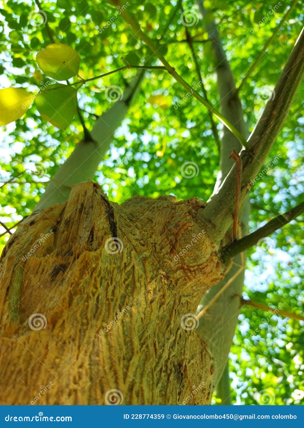 Kelor Green Leaves Or Drumstick Tree, Moringa Oleifera, With Common Names Horseradish Tree, And