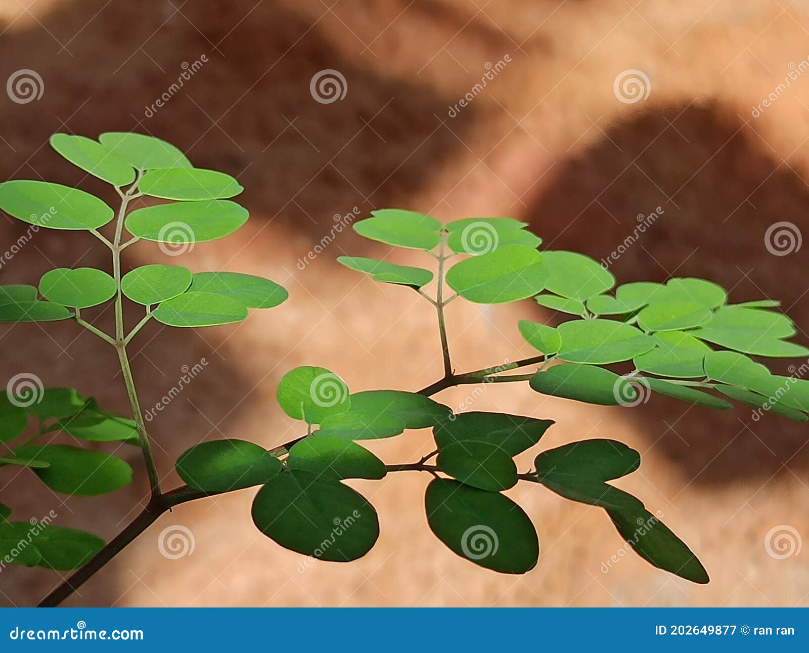 Kelor Green Leaves Or Drumstick Tree, Moringa Oleifera, With Common Names Horseradish Tree, And
