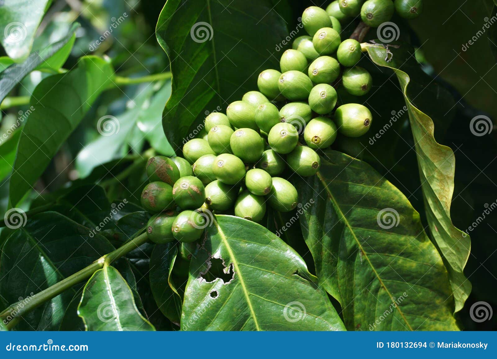 Green Kona Coffee Berries Grow on a Tree in Hawaii. when Ripened, the
