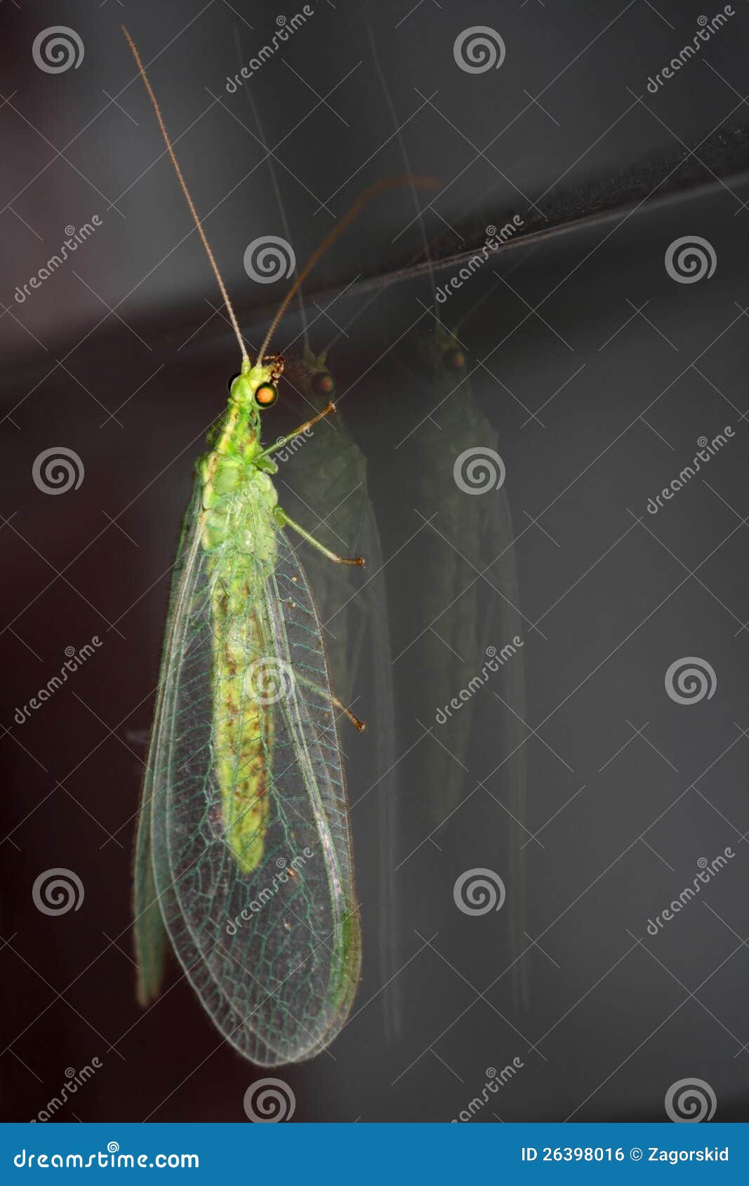 green lacewing (chrysoperla carnea)