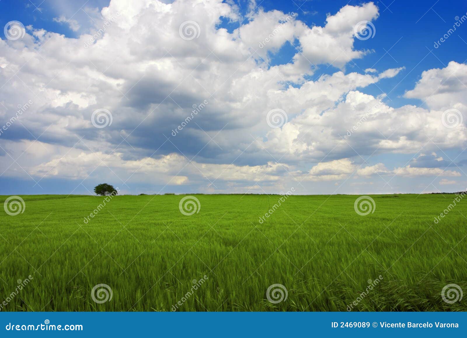 Green landscape stock image. Image of growth, summer, wind 2469089