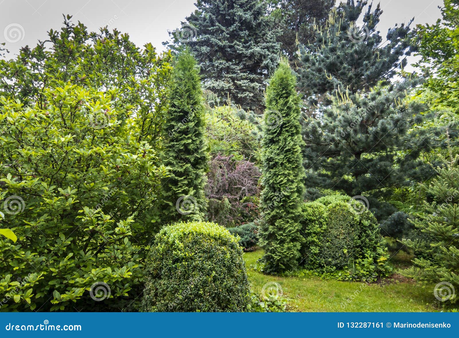 green landscape of the garden: magnolia susan, thuja occidentalis columna, boxwood buxus sempervirens, picea pungens