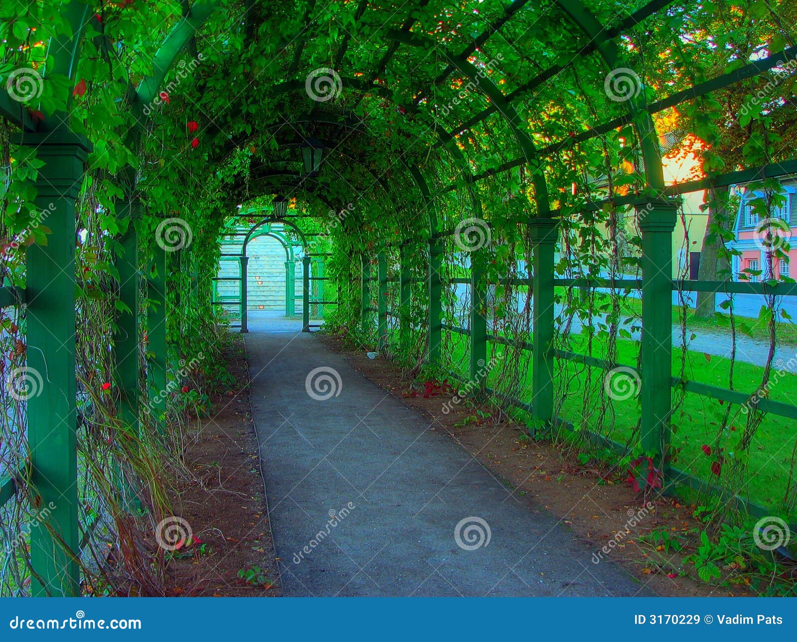 Green lane stock image. Image of scene, branches, outdoor 3170229