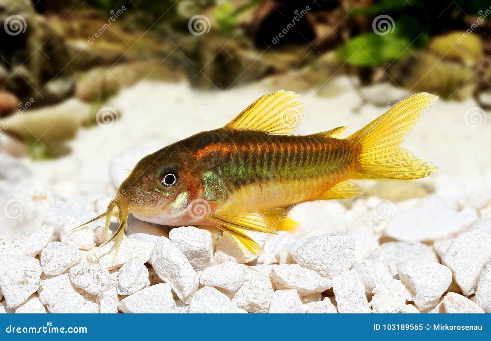 Green Laser Cory Corydoras Catfish Aquarium Fish Stock Image Image of