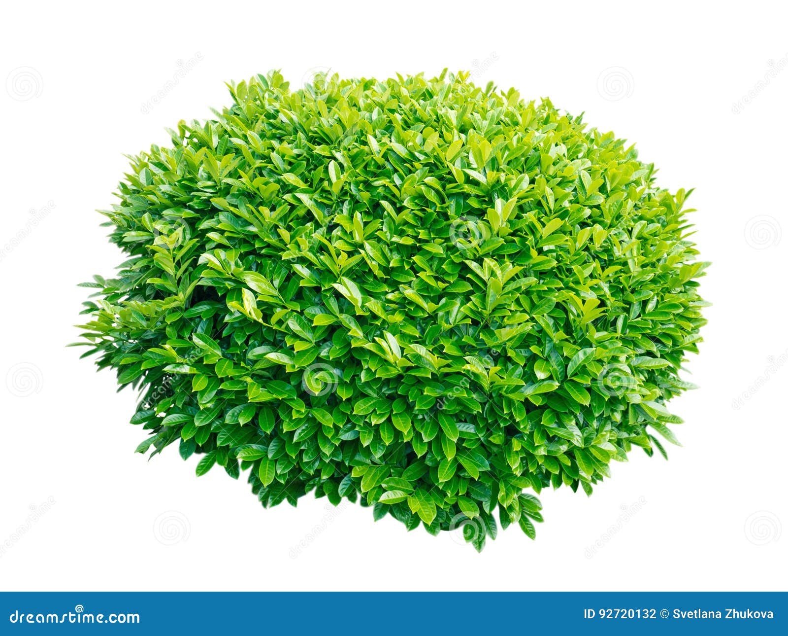 green laurel decorative shrub