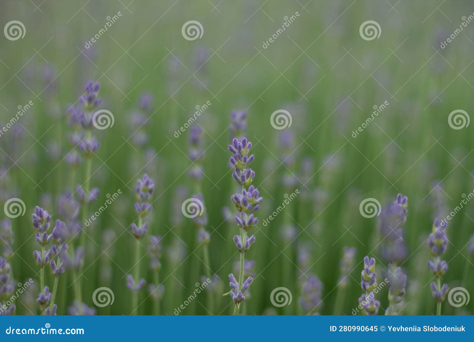 Green Lavender Purple Flowers. Blue Flowers Stock Image Image of herb