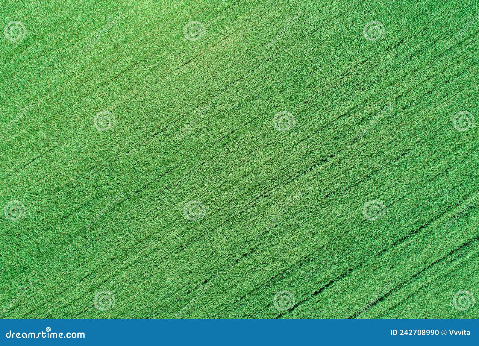 Green Lawn Background. Spring Fresh Lawn Carpet Stock Photo Image of