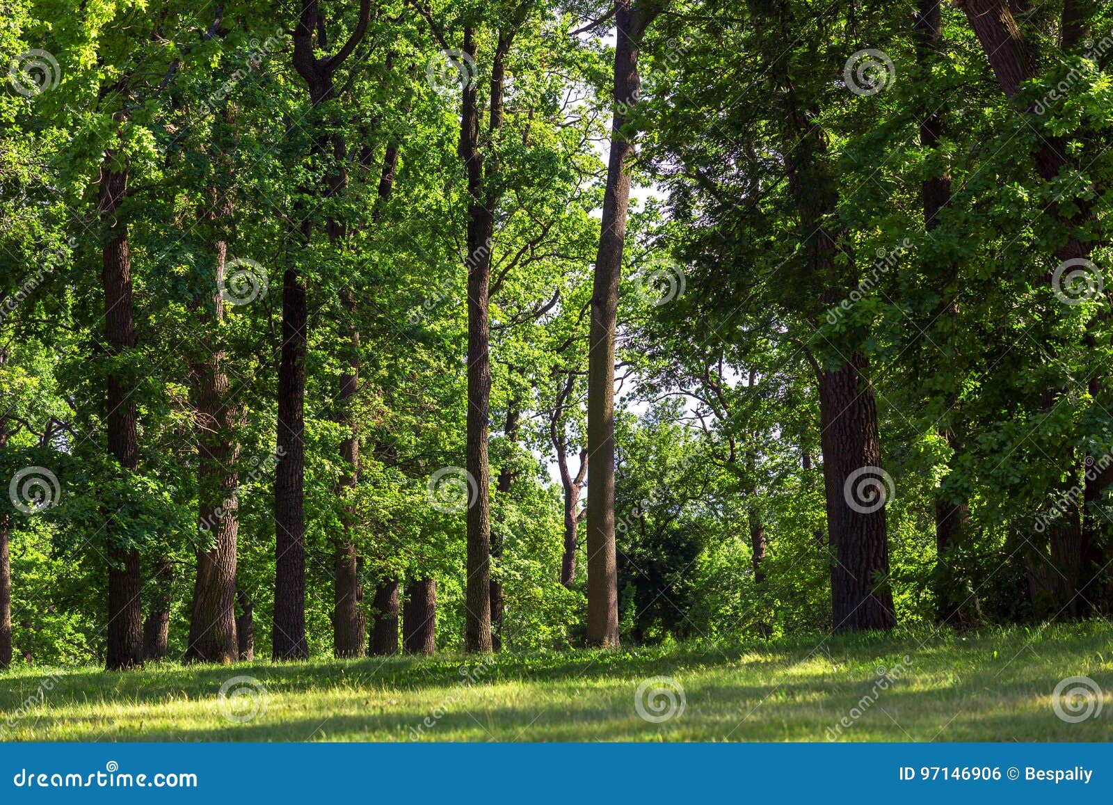 The Green Lawn in the Oak Forest. Stock Photo Image of blue, lawn