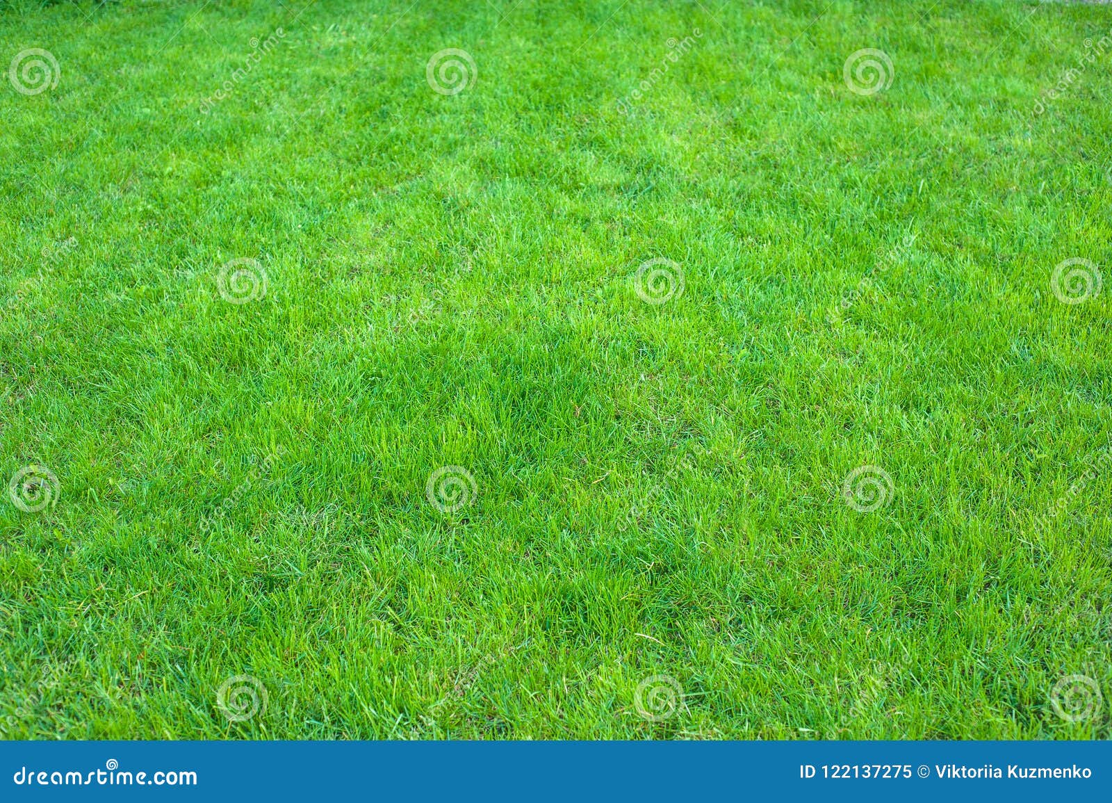 Manicured grass