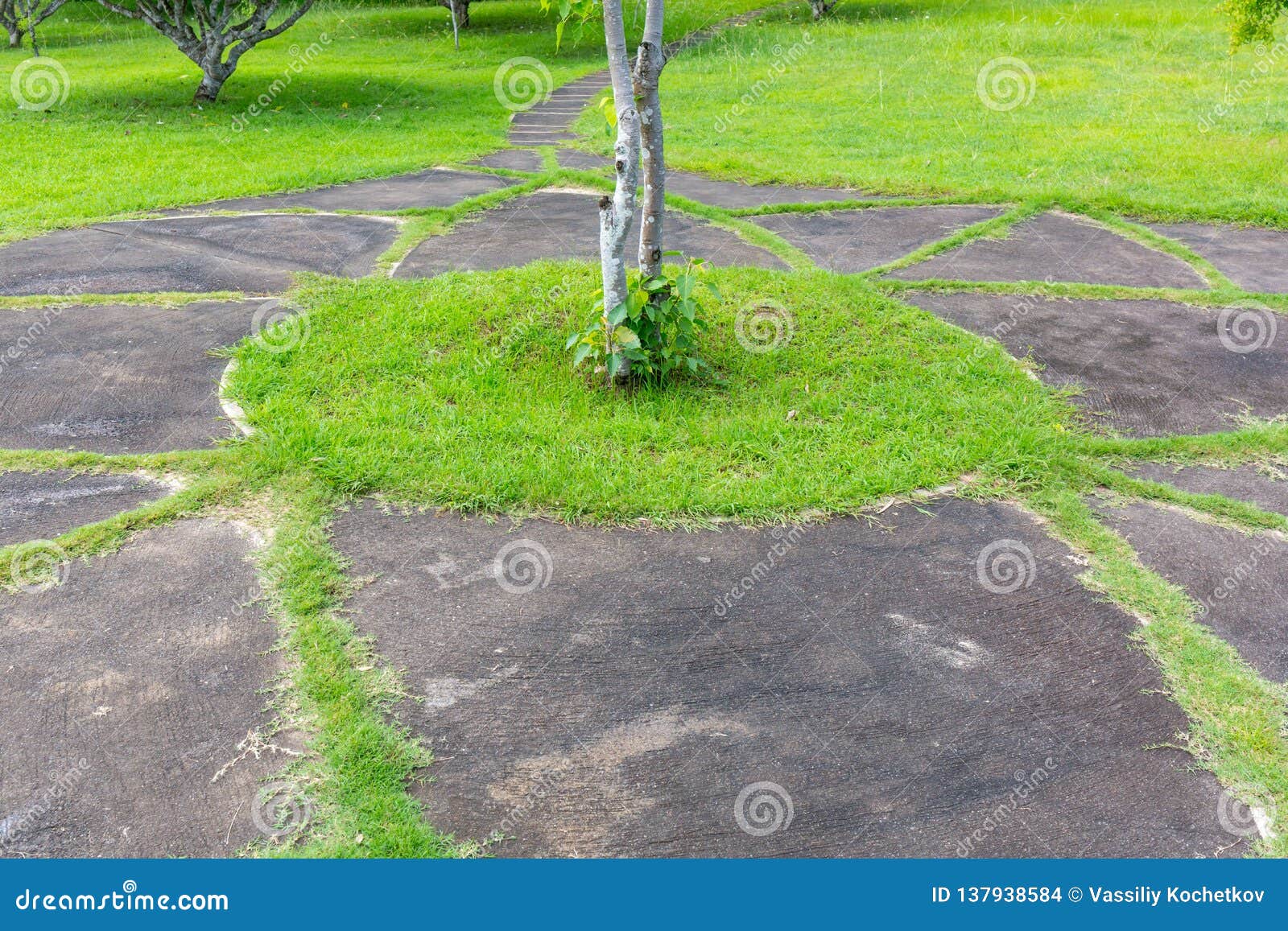 Green Lawn in the Shape of Circles Stock Photo Image of face, ecology