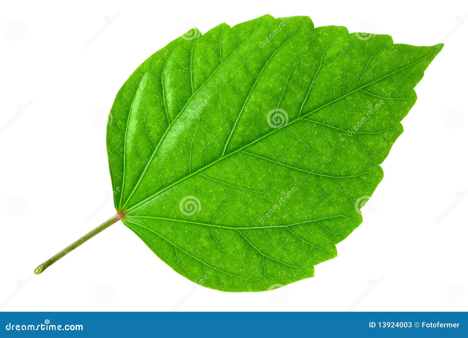 green leaf