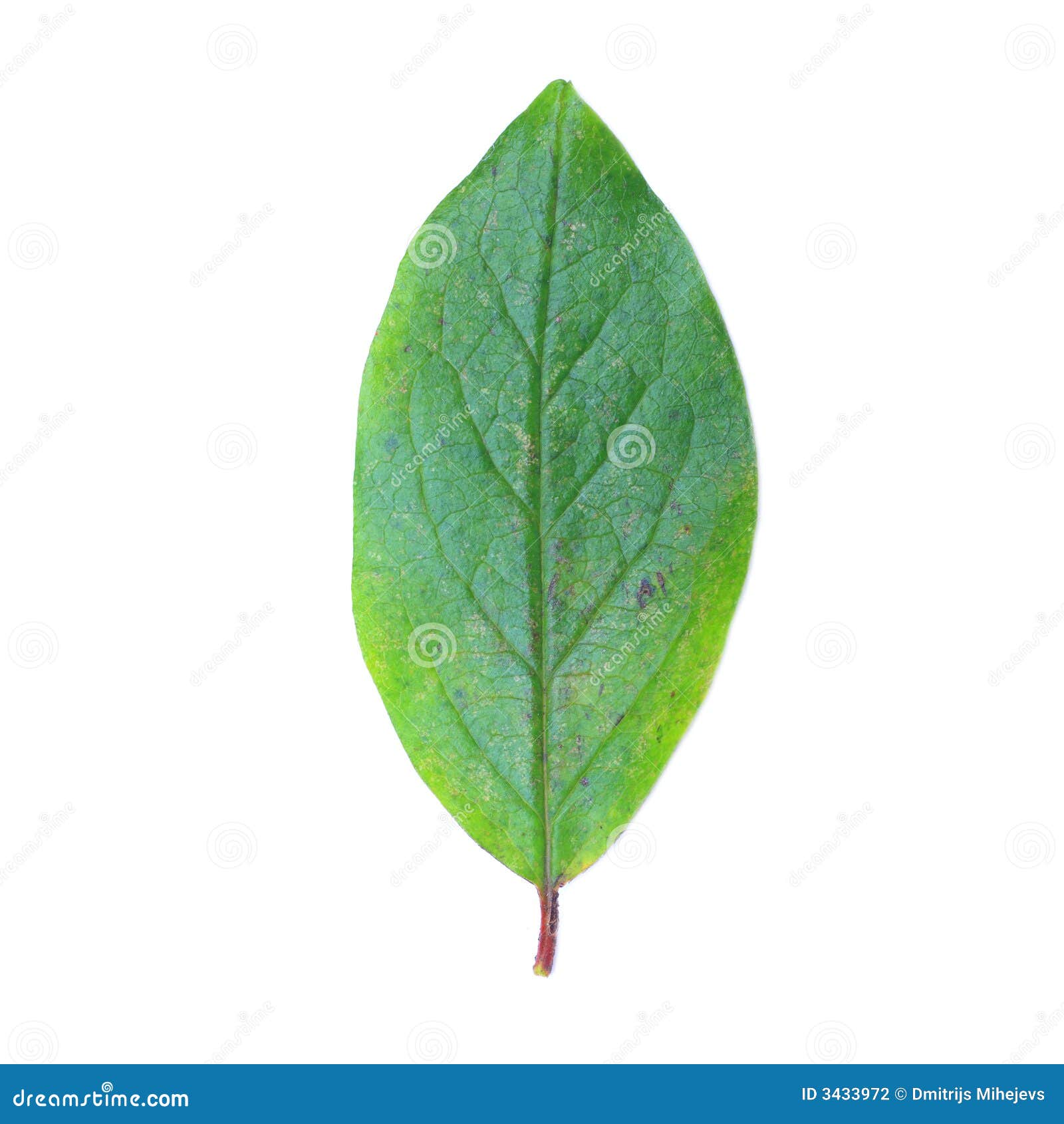 Green leaf stock photo. Image of fresh, bright, beautiful - 3433972