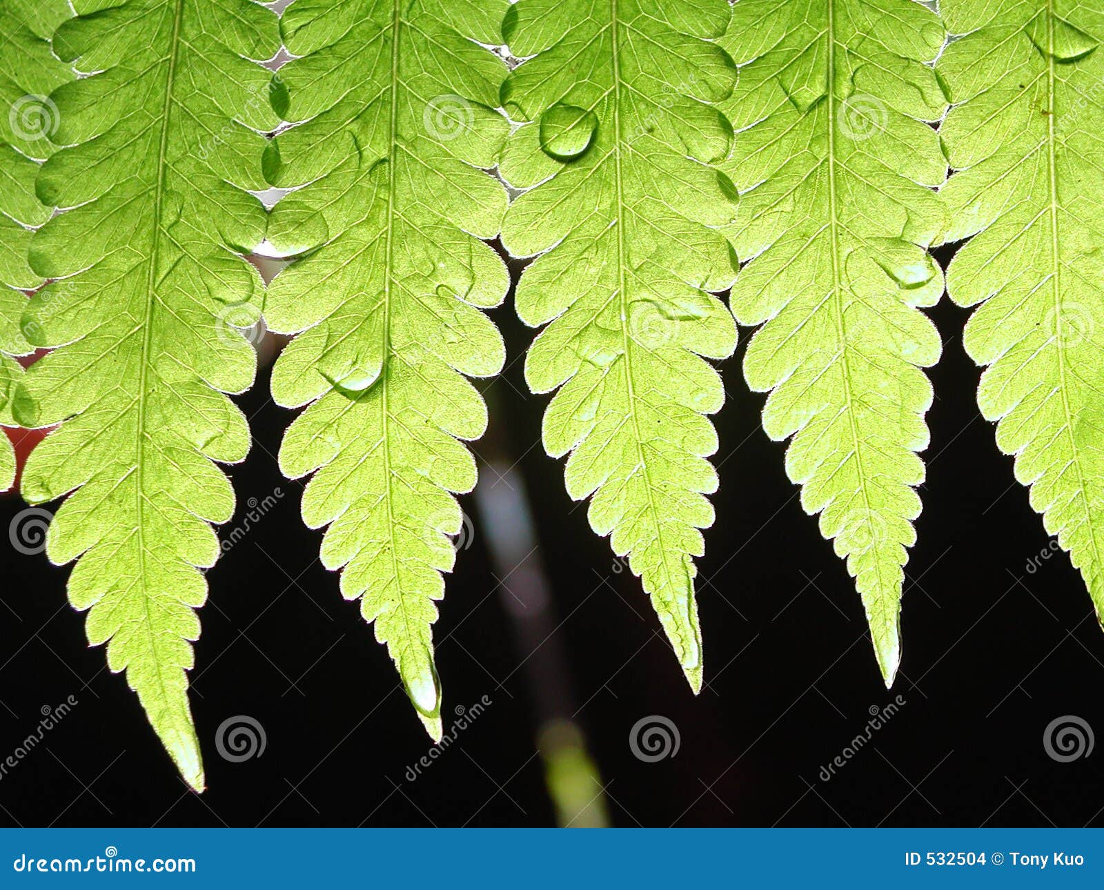 green leaf