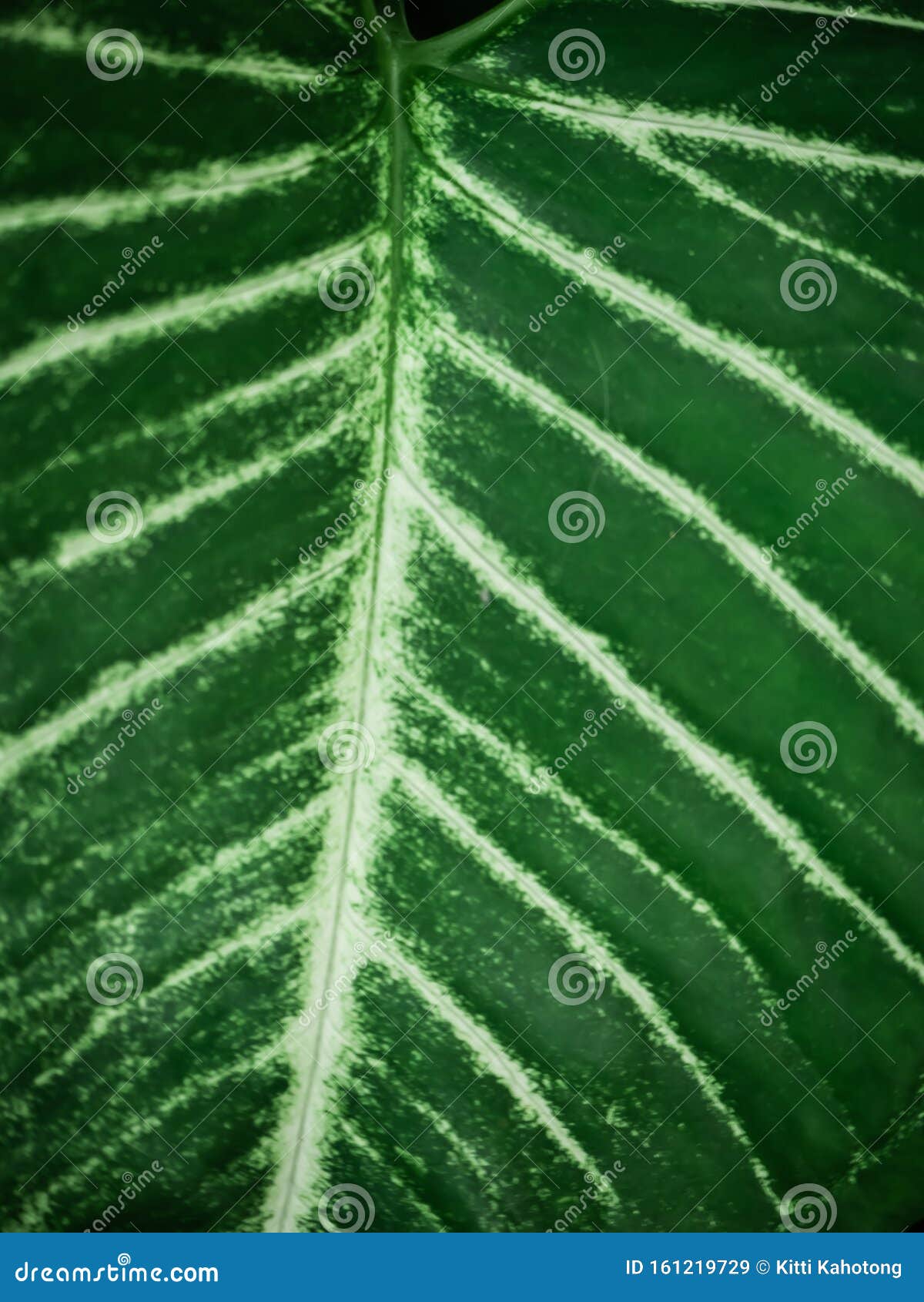 Green Leaf Abstract Background Stock Image Image of bright, design