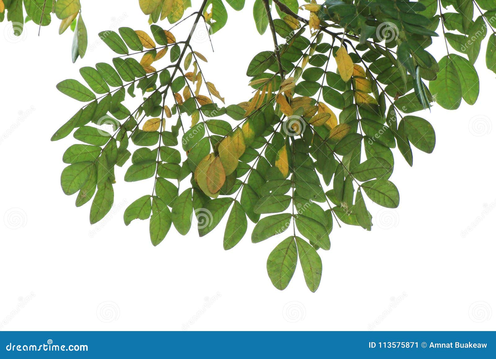 green leaf albizia lebbeck leguminosae  on white background, leaves, fresh and dried leaves are hang from the top image