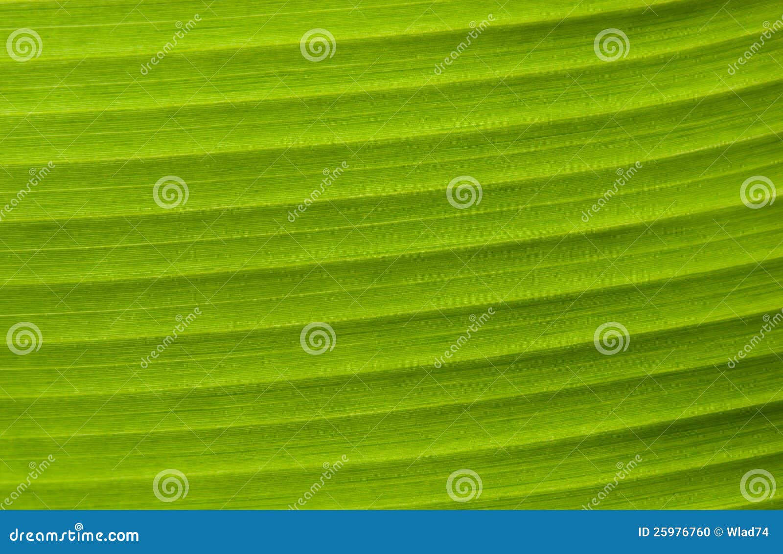 Green Leaf Background stock photo. Image of sunlight - 25976760