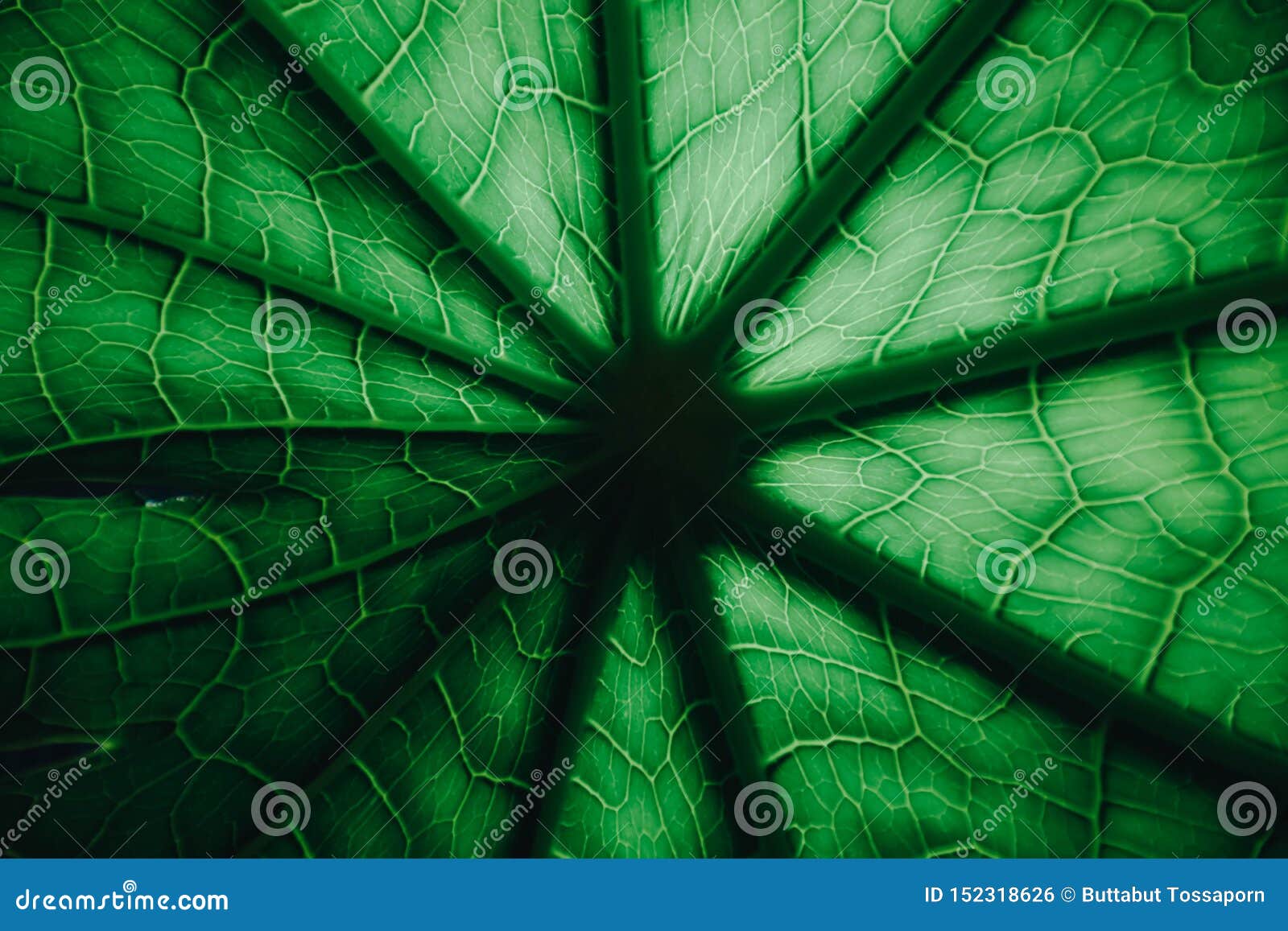 green leaf on background, lamina, net