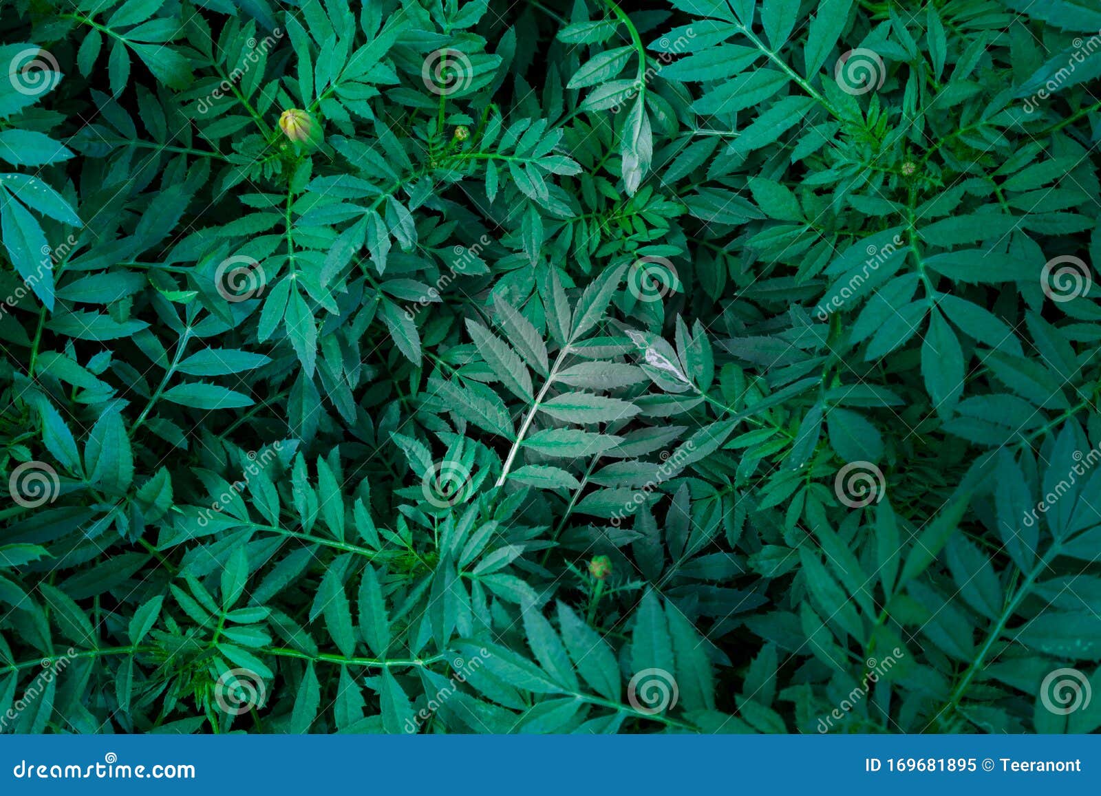 Green Leaf Background Photo Use Design To Wallpaper or Backdrop Stock