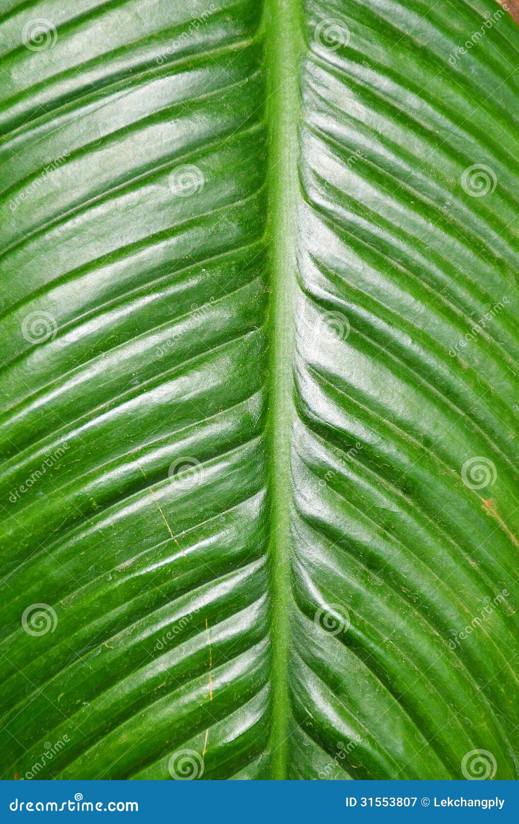 Green leaf background stock image. Image of drop, closeup - 31553807