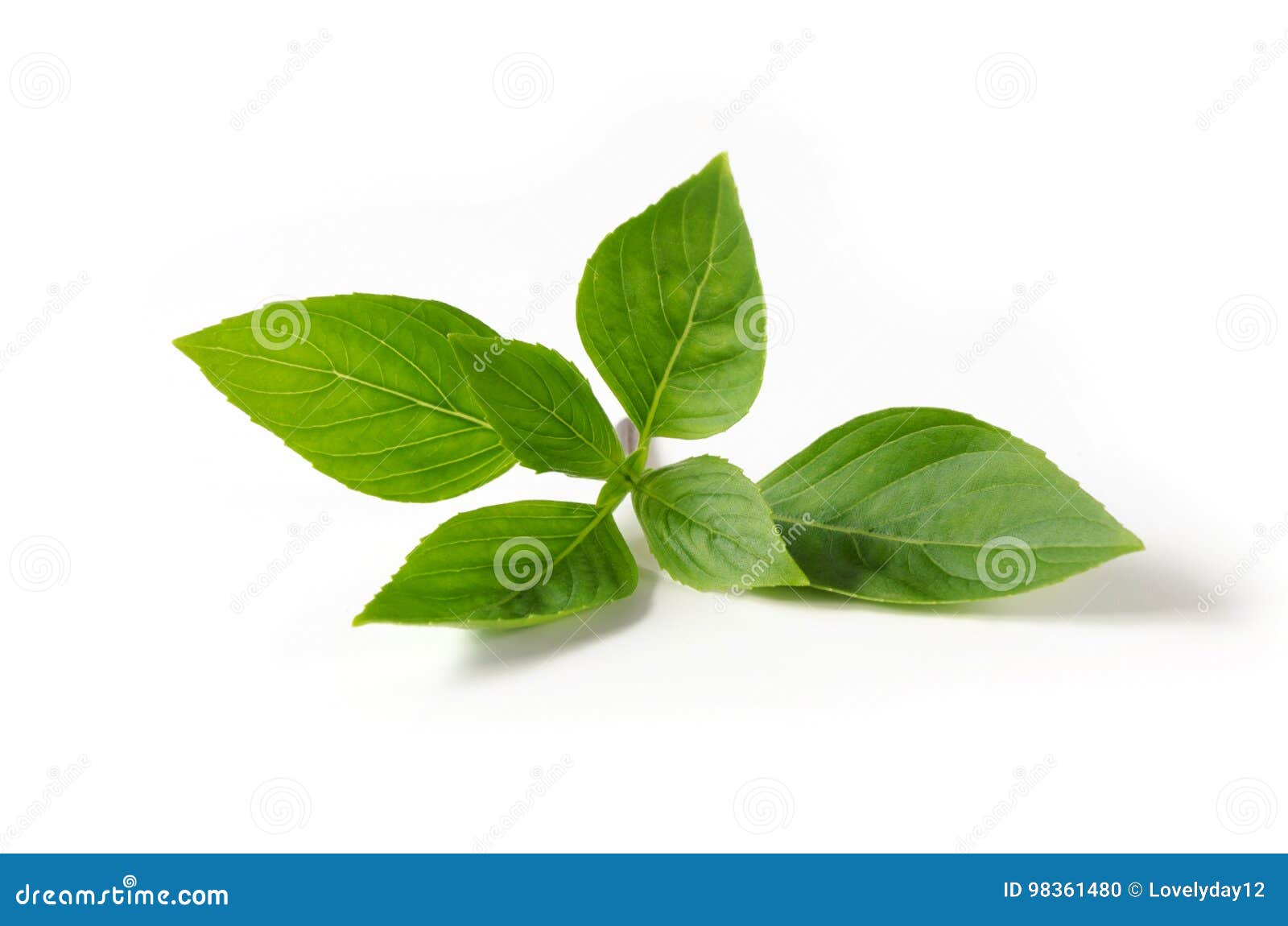 Green leaf basil on white stock photo. Image of background 98361480