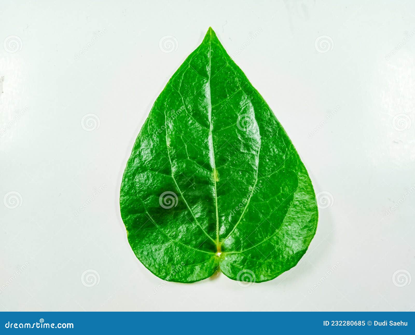 Betel leaf. stock image. Image of green, betel, leaf 232280685