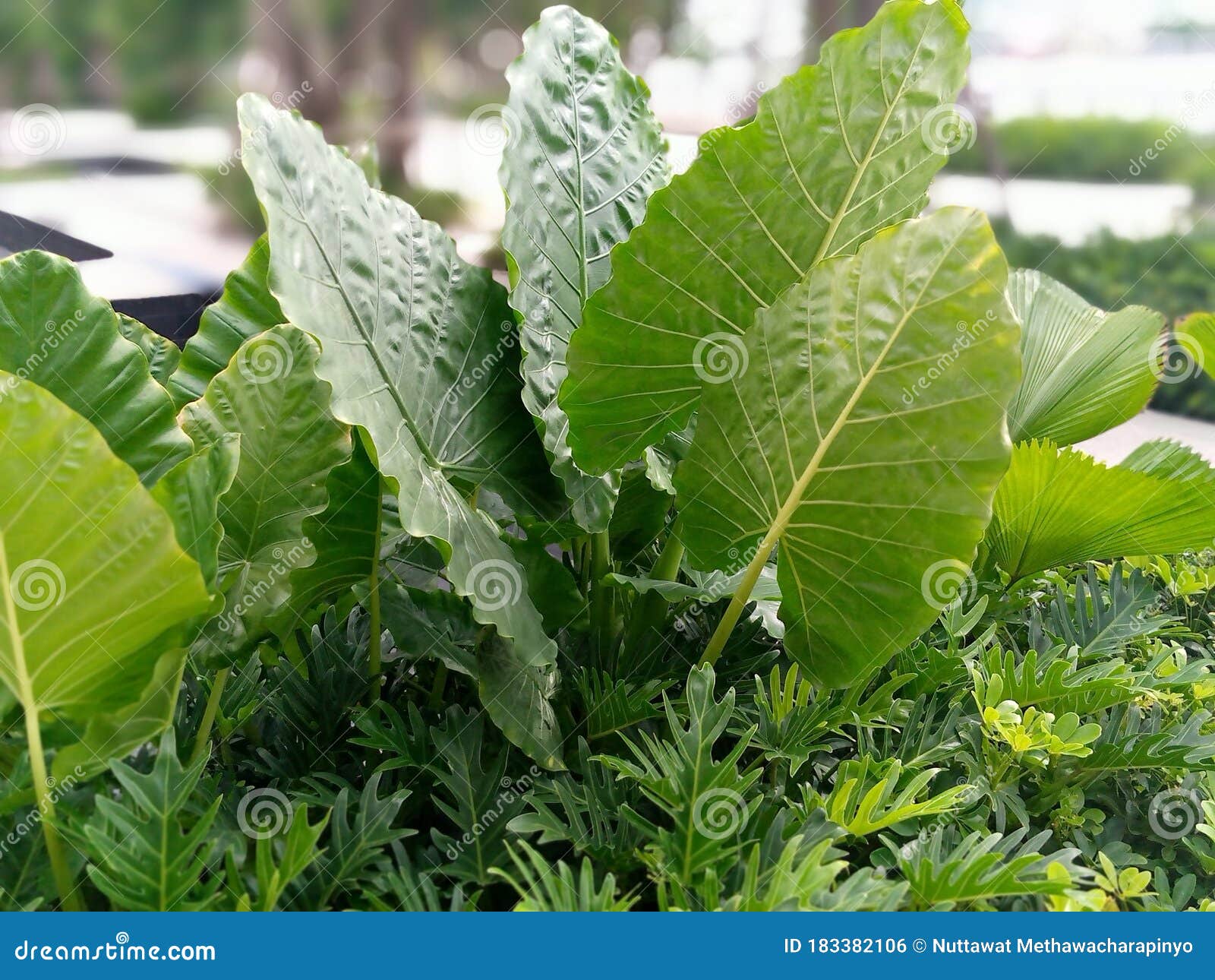 The Green Leaf Blowing by the Wind. Stock Photo Image of evergreen