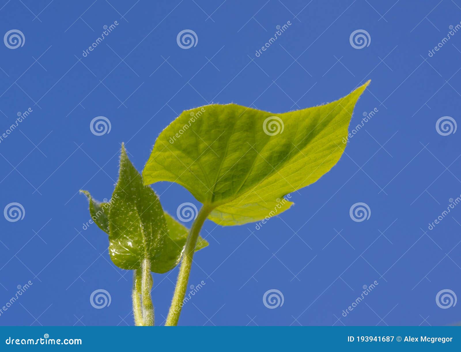 Green Leaf on Blue Background Stock Image Image of bush, floral