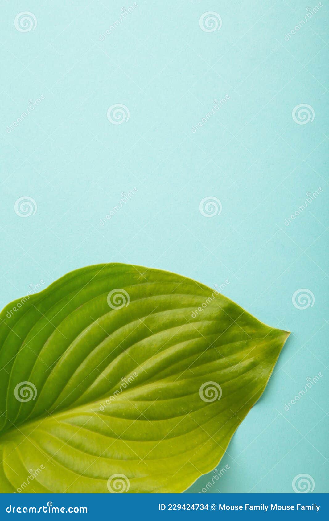 Green Leaf on Blue Background. Vertical Photo Stock Photo Image of