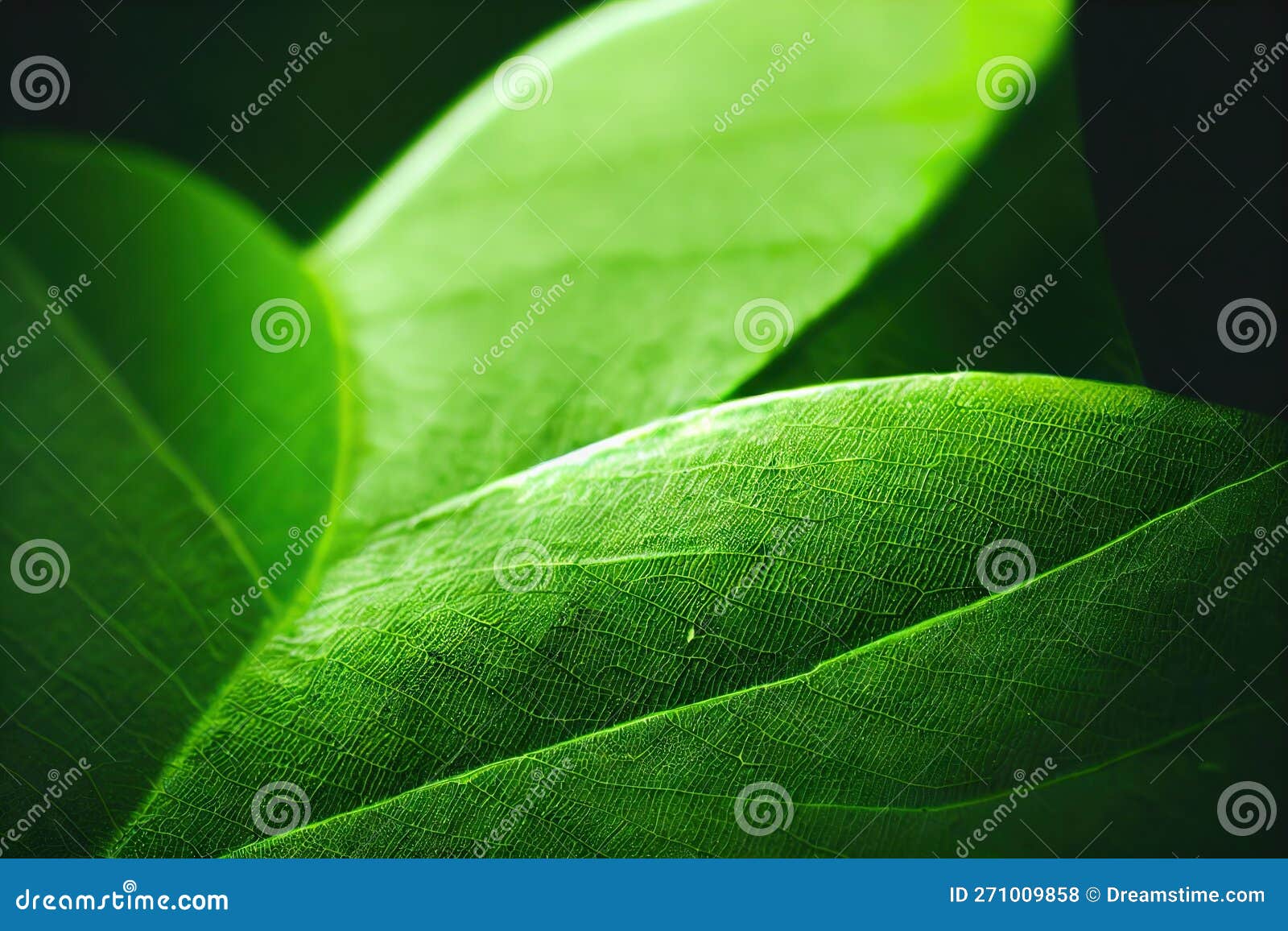 Green Leaf Blurred Background with Large Dark Green Leaves in Summer