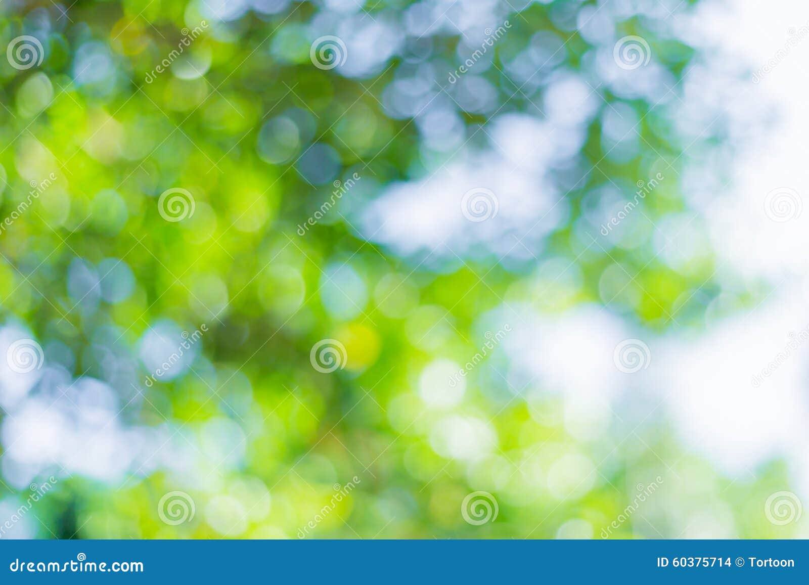 Green leaf bokeh blurred stock photo. Image of beautiful - 60375714