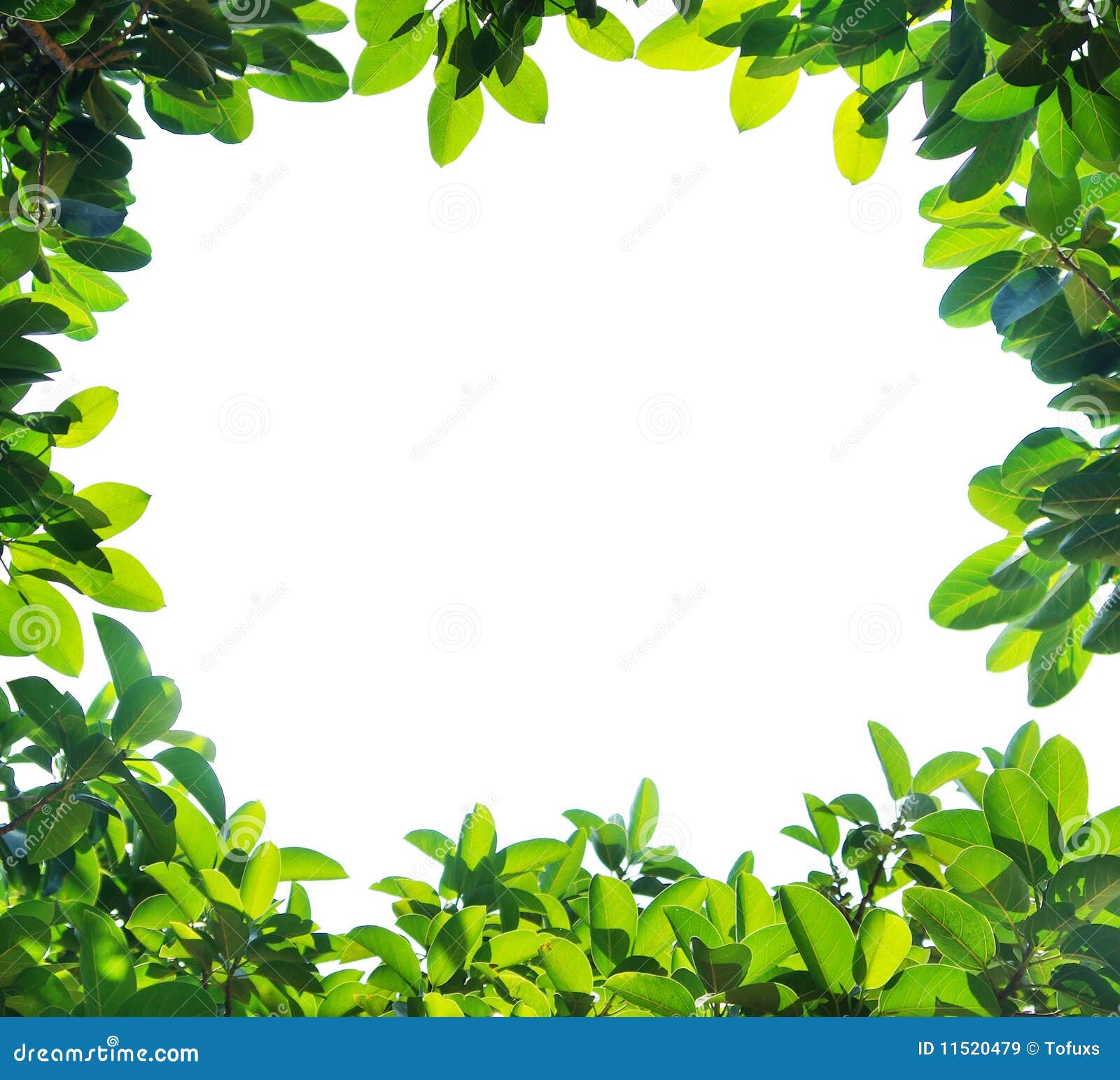 Green Leaf Border Royalty Free Stock Images - Image: 11520479